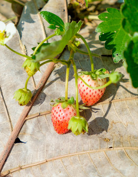 Strawberry fruit flower and leaf in garden