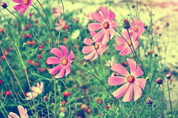 colorful cosmos flowers on a background summer landscape