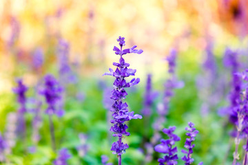 Lavender flower close up in field blur colorful background