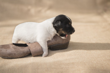 Obraz premium cute Jack Russel puppy lies in the shoe and begins to chew
