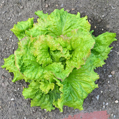 Salat am Feld, grüner Salat im Garten