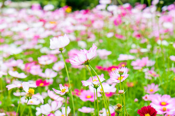 Cosmos flower white pink in field