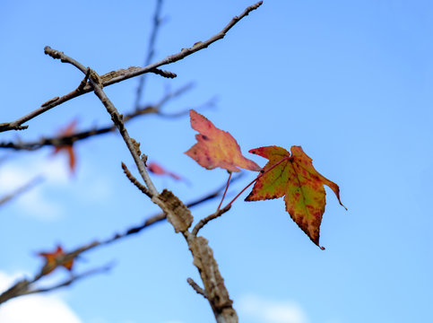 Maple dry sear leaf beautiful on branch tree