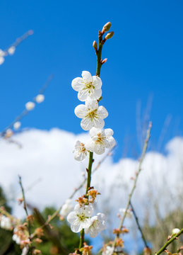 Chinese plum, Japanese apricot, bloom white flower beautiful on branch