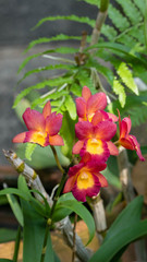 pink and yellow orchids  flower