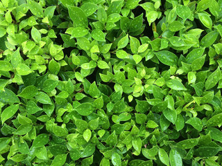 Obraz premium Close up green leaf after rainy background