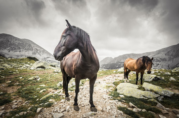 Wild horses in mountains. Horse in Retezat mountain, Romania.
