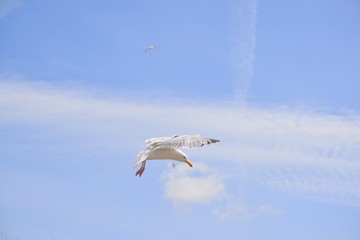 Goéland dans le ciel