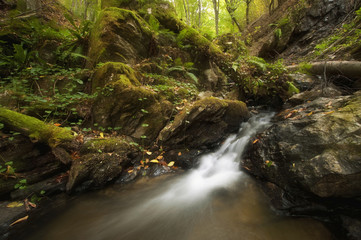 forest stream with green vegetation