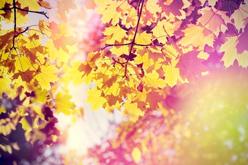 Obraz na płótnie Canvas Beautiful nature in autumn - sun shining through tree branches