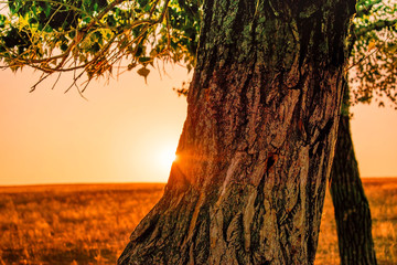 Obraz premium The trunk of a tree at sunset