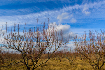 Peach trees silhouettes over beautiful blue sky, Armenia