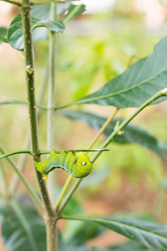 caterpillar green eating