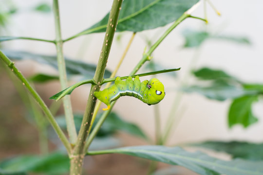 caterpillar green eating