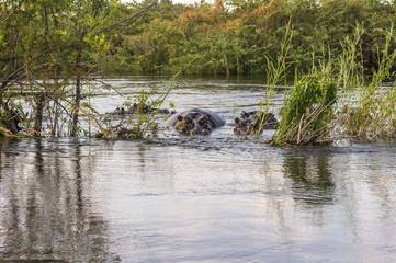 A group of Hippopotamus resting and grazing on the banks of the Zambezi River Zambia