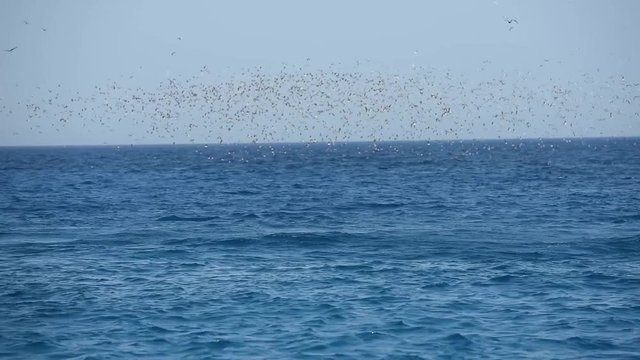Large flock of sooty gull seabirds diving into sea and feeding on fish bait-ball in tropical ocean