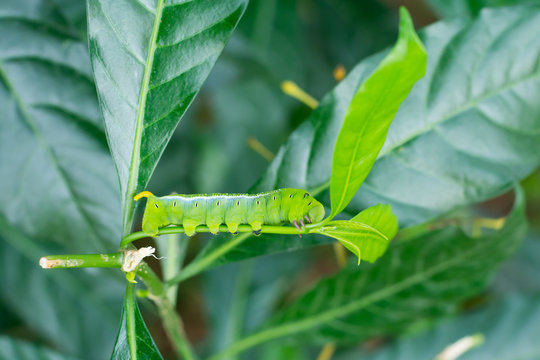 caterpillar green eating