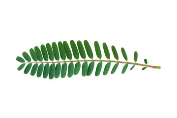 Agasta leaves on White Background