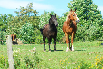 horses in enclosure field 
