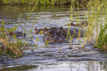 A group of Hippopotamus resting and grazing on the banks of the Zambezi River Zambia