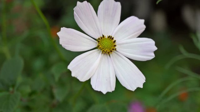 A white cosmos flower in the wind. Close-up. UHD - 4K