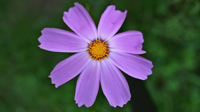A violet cosmos flower in the wind. Close-up. UHD - 4K