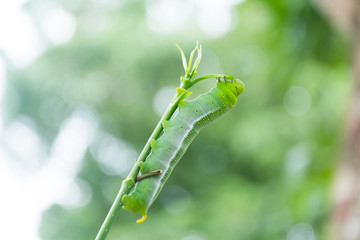 caterpillar green eating