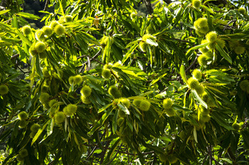 châtaignier, castanea sativa, fagaceae feuille châtaigne