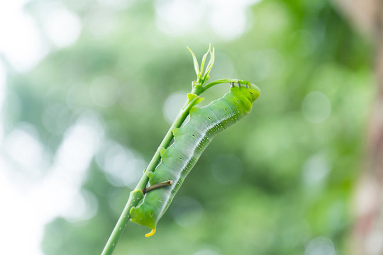 caterpillar green eating