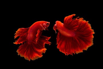 confrontation of siamese fighting fish or betta splendens on black background