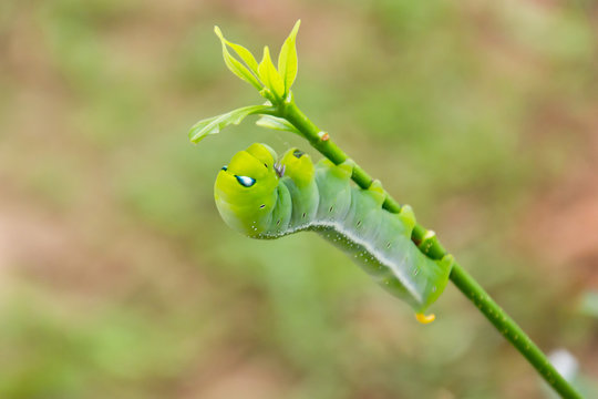 caterpillar green eating