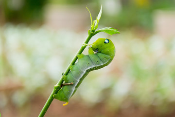 caterpillar green eating