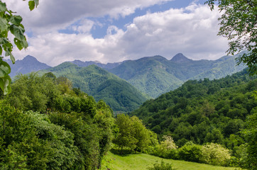 Fototapeta na wymiar Forest reserve in Montenegro