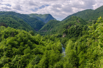 Fototapeta na wymiar Forest reserve in Montenegro