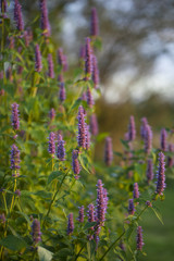 Image of giant Anise hyssop (Agastache foeniculum) in a summer garden
