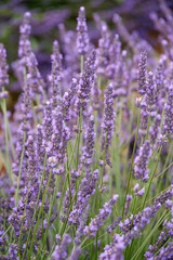 Fototapeta na wymiar Blooming lavender in a field at Provence