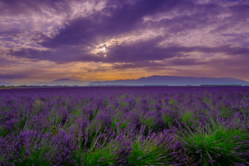 Fototapeta premium Lavender field at sunrise in Provence, France
