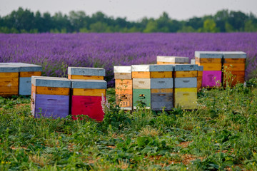 Bee hives in Provence, France