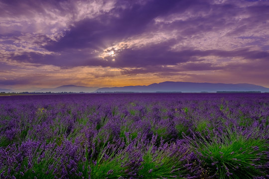 Lavender field at sunrise in Provence, France