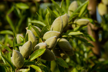 Almond nuts on the branch in Provence, France