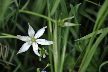 Obraz premium fiore stellato bianco di campo solitario