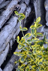 foglioline giallo verdi