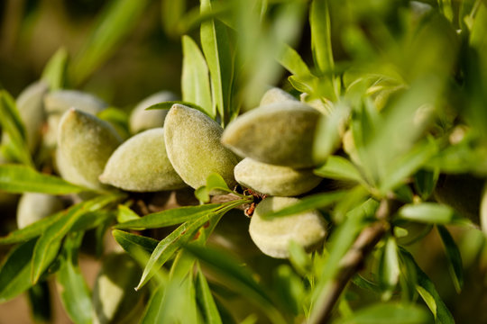 Almond nuts on the branch in Provence, France