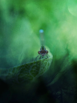 Dragonfly resting on leaf