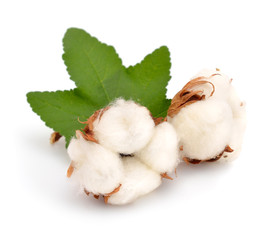 Cotton plant isolated