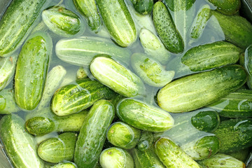 cucumbers soaked for conservation