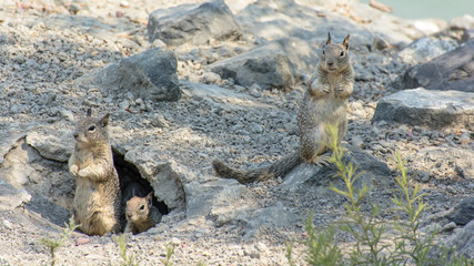 Cute Squirrel Playing Outside Cave