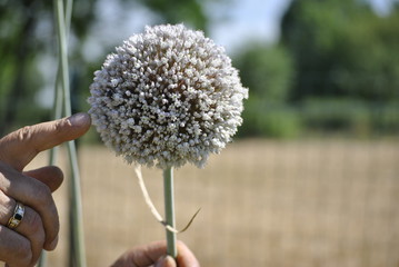 fiore di porro