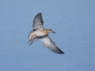 Ruff (Philomachus pugnax)