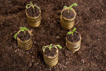 Golden coins in soil with young plant.